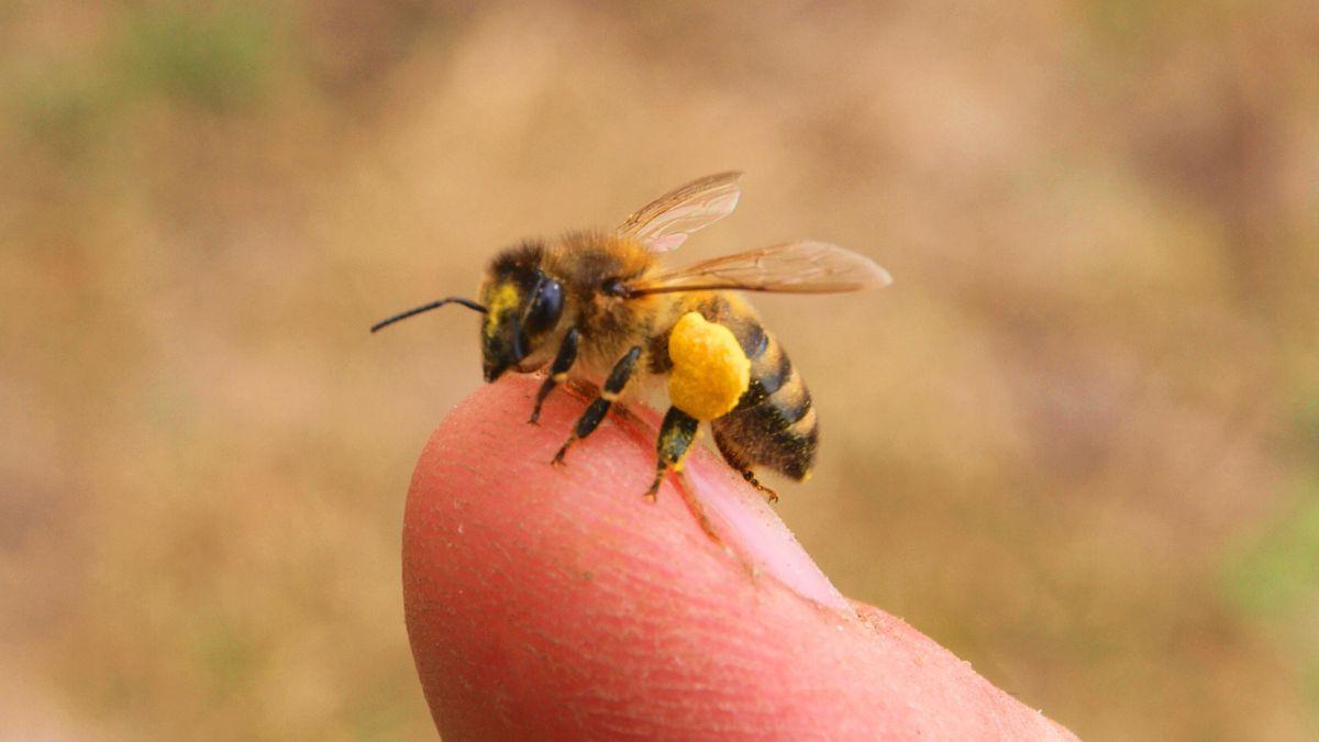 Si ves abejas rondando tu casa, esto es lo que realmente significa (y por qué es una buena señal)
