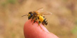 Si ves abejas rondando tu casa, esto es lo que realmente significa (y por qué es una buena señal)