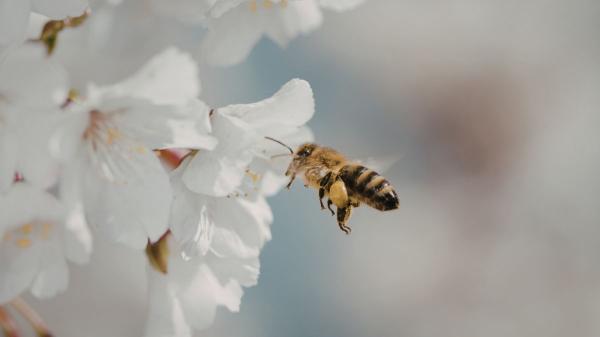 Si ves abejas rondando tu casa, esto es lo que realmente significa (y por qué es una buena señal) - Tener abejas cerca es una buena señal