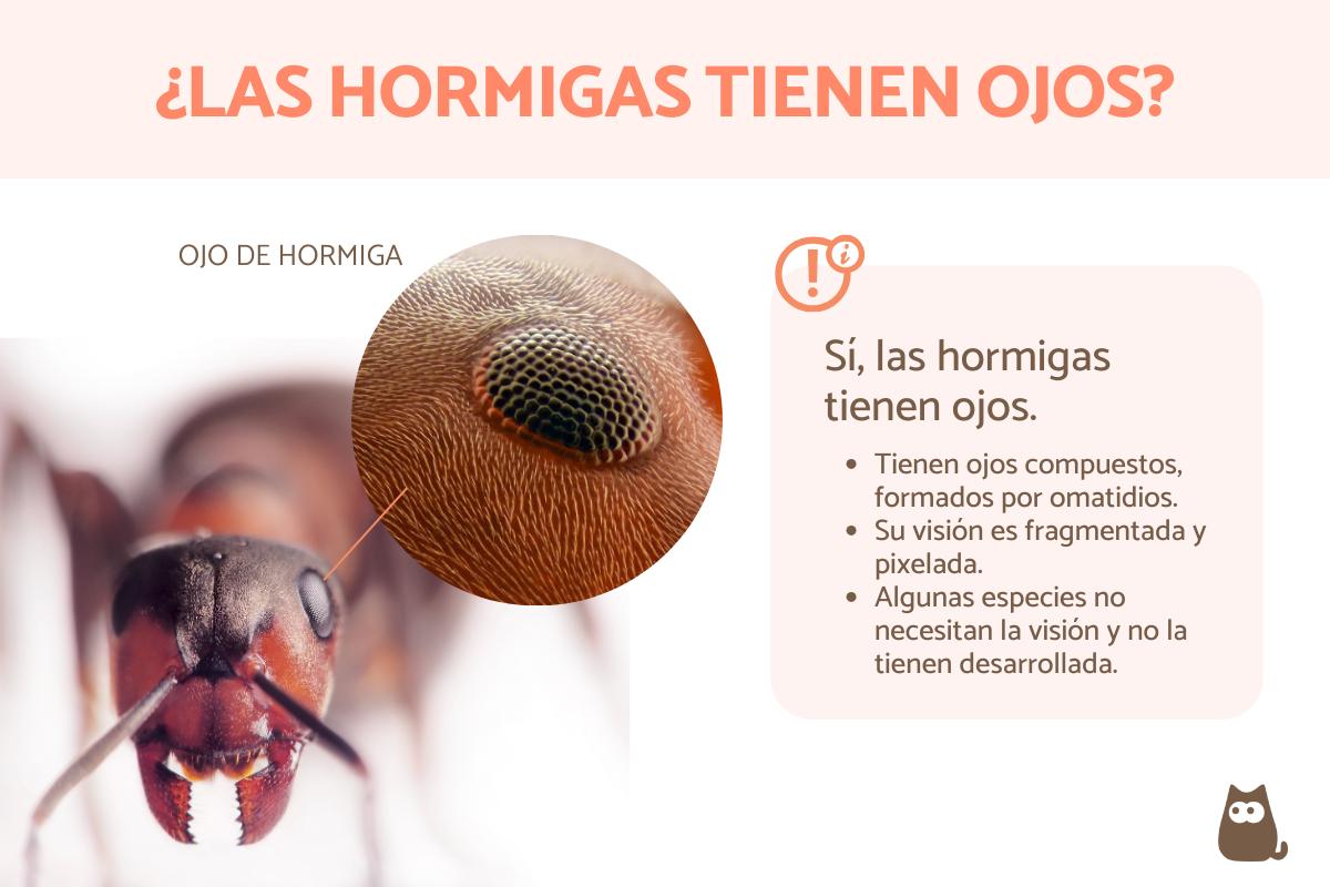 ¿Las hormigas tienen ojos?
