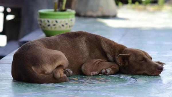Nacho Húmedas, educador y etólogo canino, avisa: "Pasear al perro solo para que se canse puede aumentar su frustración" - Los expertos alertan: cansar demasiado a tu perro puede aumentar su ansiedad en lugar de relajarlo