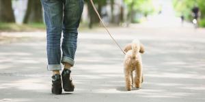 Nacho Húmedas, educador y etólogo canino, avisa: "Pasear al perro solo para que se canse puede aumentar su frustración"