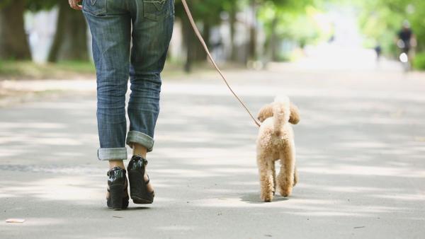Nacho Húmedas, educador y etólogo canino, avisa: "Pasear al perro solo para que se canse puede aumentar su frustración"