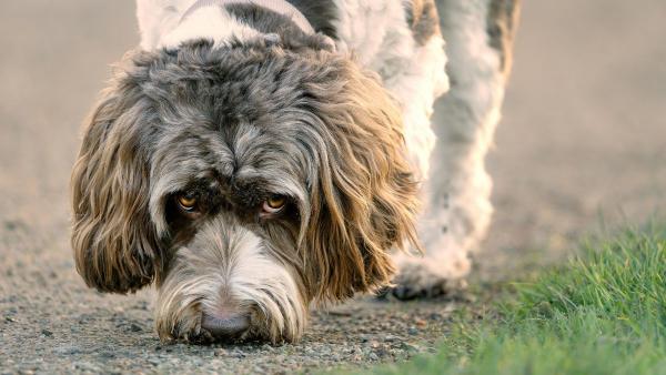 Nacho Húmedas, educador y etólogo canino, avisa: "Pasear al perro solo para que se canse puede aumentar su frustración" - Por qué tu perro necesita parar a oler durante el paseo, según los expertos