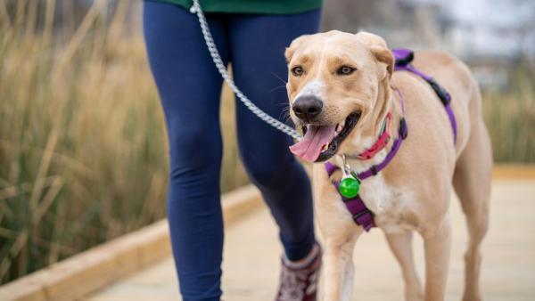 Nacho Húmedas, educador y etólogo canino, avisa: "Pasear al perro solo para que se canse puede aumentar su frustración" - Qué es la “libertad controlada” que cada vez recomiendan más educadores caninos durante el paseo