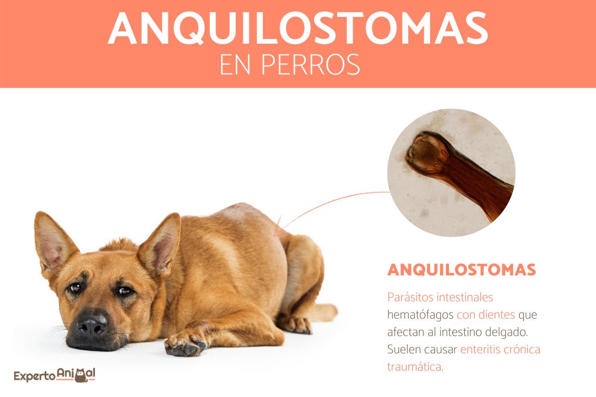Anquilostomas en perros - Síntomas y tratamiento