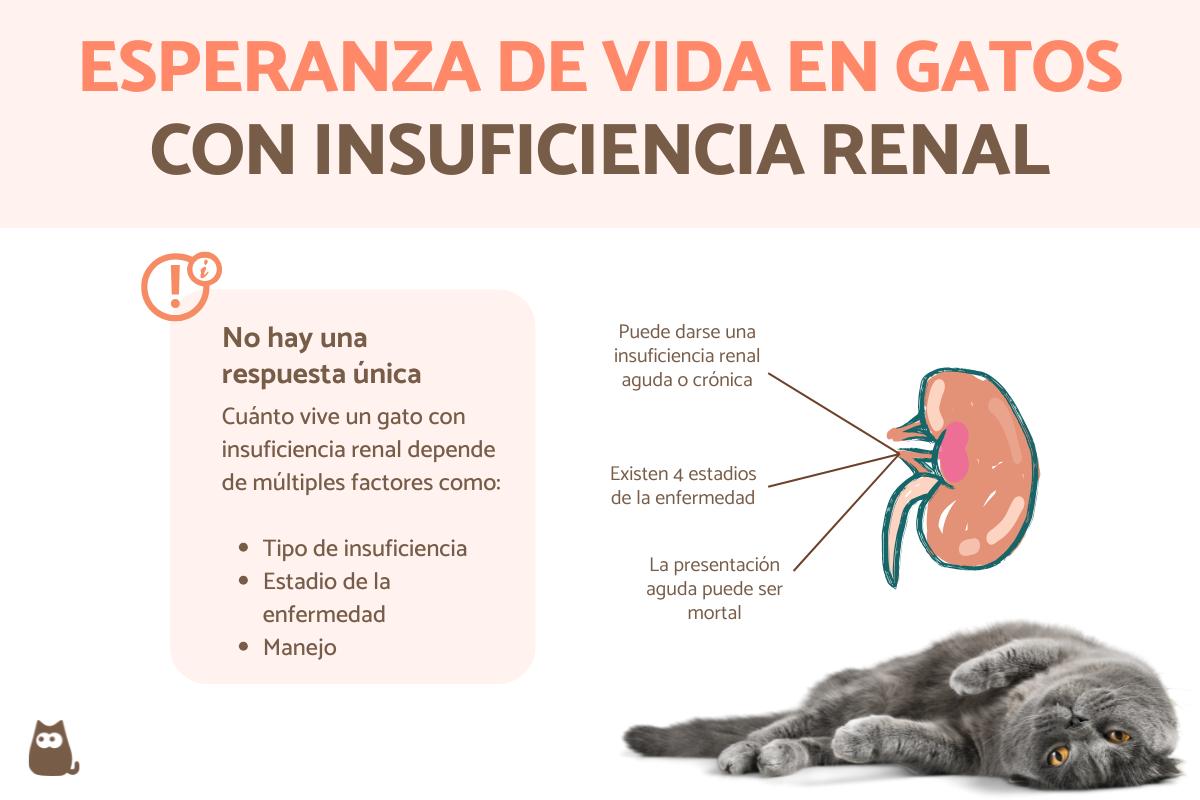 ¿Cuánto vive un gato con insuficiencia renal?