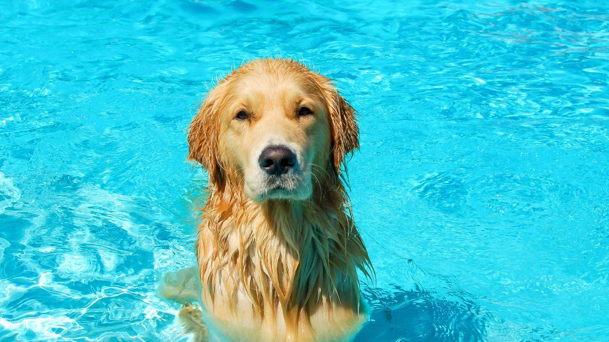 La ley lo deja claro: tu perro no puede bañarse libremente en una piscina comunitaria