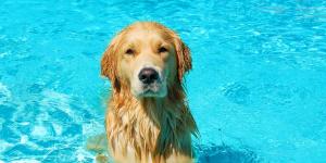 La ley lo deja claro: tu perro no puede bañarse libremente en una piscina comunitaria