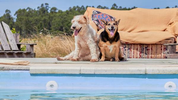La ley lo deja claro: tu perro no puede bañarse libremente en una piscina comunitaria - La regla general: los perros no pueden bañarse en las piscinas comunitarias