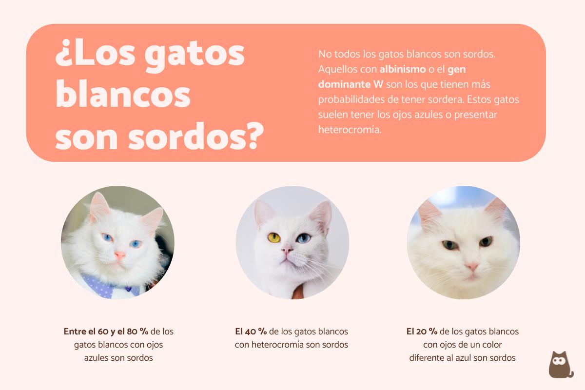 ¿Los gatos blancos son sordos?
