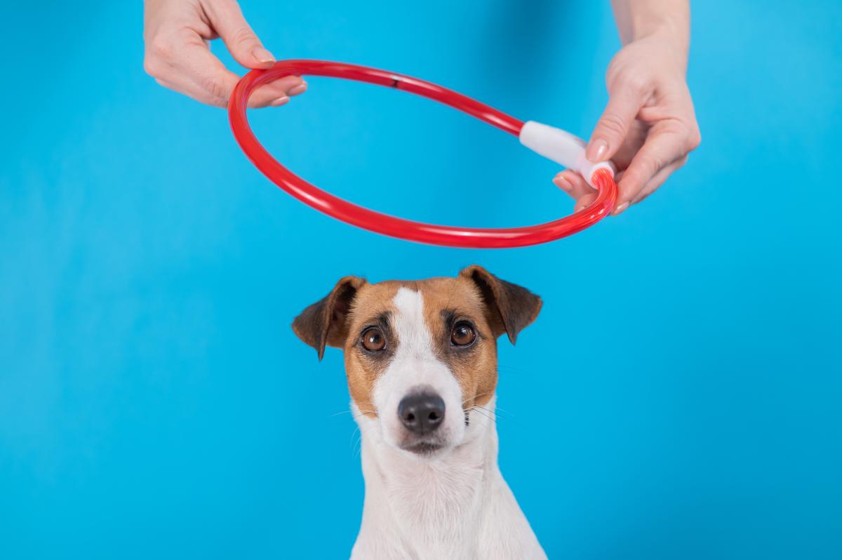 Los mejores collares luminosos para perros