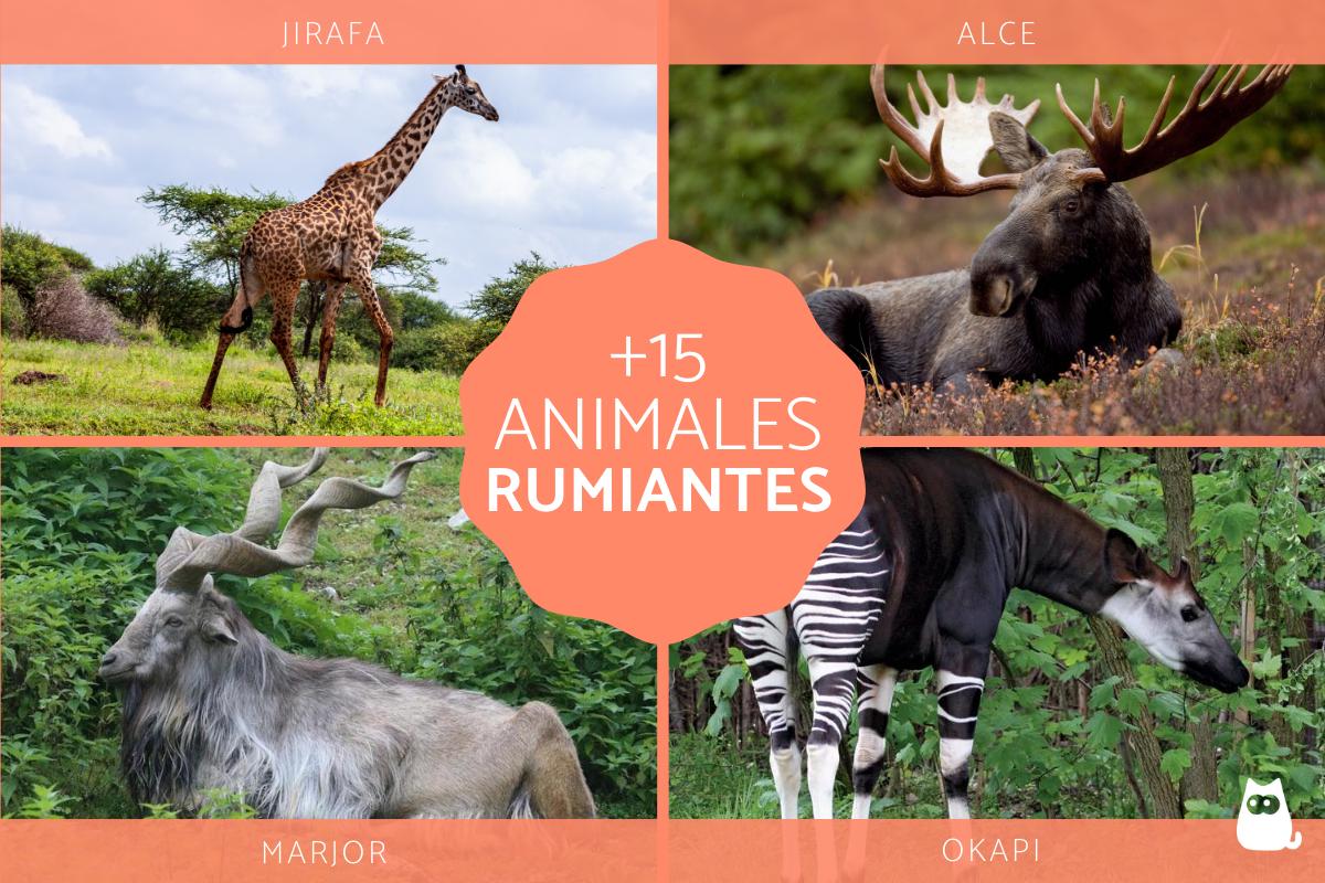 Animales rumiantes: características y ejemplos