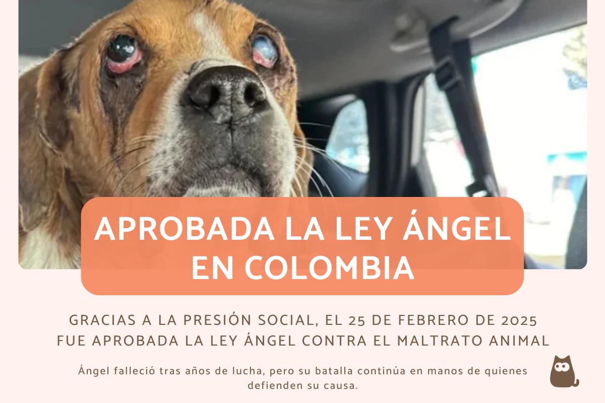 Aprobada la Ley Ángel en Colombia contra el maltrato animal