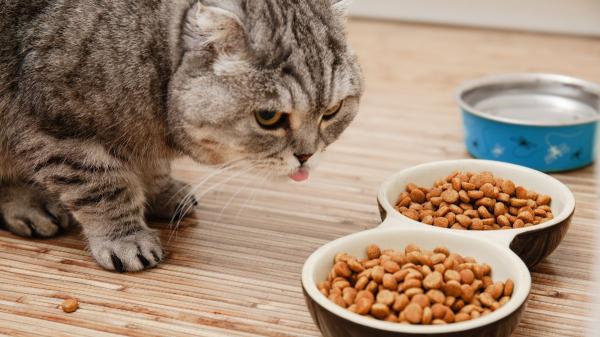 Muchos gatos desarrollan problemas urinarios sin que sus dueños lo noten: cómo detectarlo antes de que empeore - Las razones por las que tantos gatos desarrollan problemas urinarios