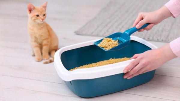 Muchos gatos desarrollan problemas urinarios sin que sus dueños lo noten: cómo detectarlo antes de que empeore - Las señales que muchos cuidadores pasan por alto y pueden indicar un problema urinario