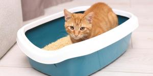 Muchos gatos desarrollan problemas urinarios sin que sus dueños lo noten: cómo detectarlo antes de que empeore