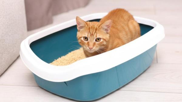Muchos gatos desarrollan problemas urinarios sin que sus dueños lo noten: cómo detectarlo antes de que empeore