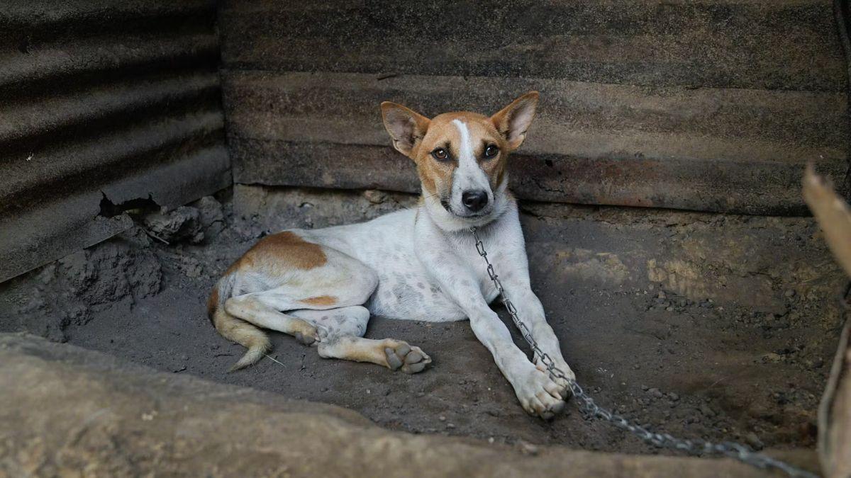 Cierra una de las mayores redes de carne de perro de India y rescatan a los últimos 18 animales: “Hay que desmantelar el sistema”