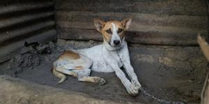 Cierra una de las mayores redes de carne de perro de India y rescatan a los últimos 18 animales: “Hay que desmantelar el sistema”