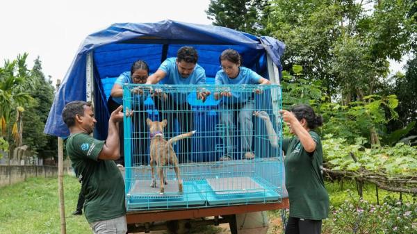 Cierra una de las mayores redes de carne de perro de India y rescatan a los últimos 18 animales: “Hay que desmantelar el sistema” - De vender carne de perro a cultivar hongos: el programa que ha cambiado la vida de 30 mujeres en India