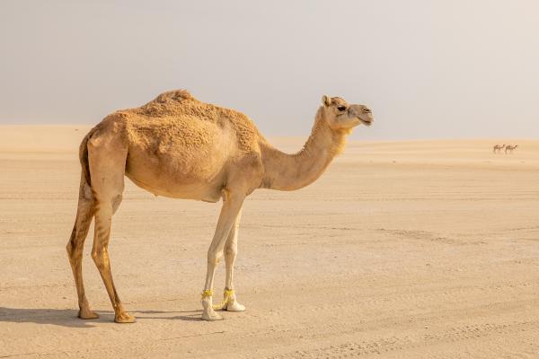 ¿Dónde viven los camellos? - ¿Cómo es el hábitat de los camellos?
