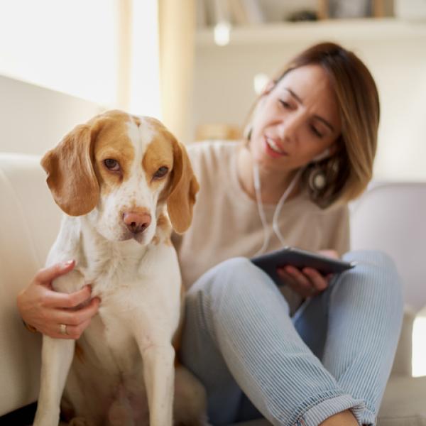 cuál es el tiempo de recuperación para la castración de perros