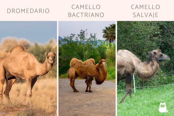 ¿Dónde viven los camellos? - Distribución geográfica de los camellos