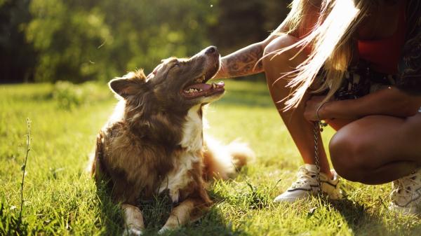 Juan Manuel Liquindoli, etólogo: “Los perros disfrutan las caricias, pero hay zonas que les incomodan más que otras” - Las señales que pueden indicar que un perro está incómodo