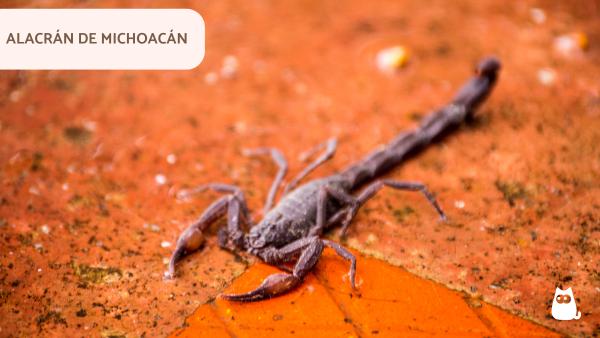 Tipos de alacranes en México - Ejemplos de alacranes endémicos de México