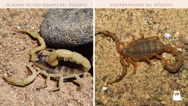 Tipos de alacranes en México - Ejemplos de alacranes poco peligrosos en México