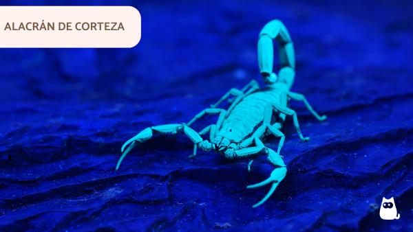 Tipos de alacranes en México - Ejemplos de alacranes que habitan en zonas urbanas de México
