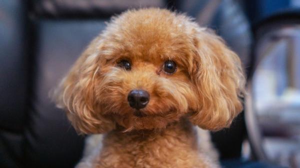 Ni teckel ni caniche: la inesperada raza de perro que lidera el ranking actual de las más populares en España - El caniche aumenta sus registros y consolida el segundo puesto