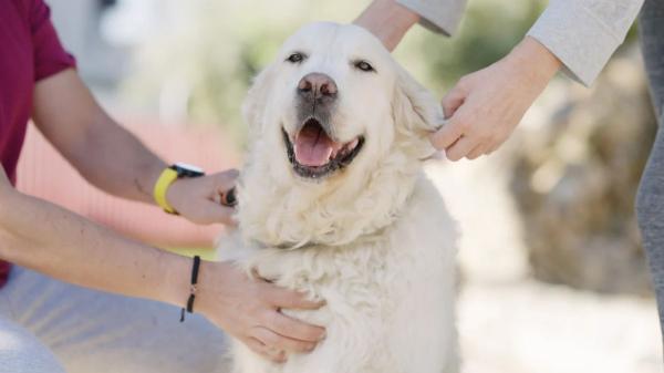 Ni teckel ni caniche: la inesperada raza de perro que lidera el ranking actual de las más populares en España - El golden retriever también sigue entre las razas más registradas pese al descenso