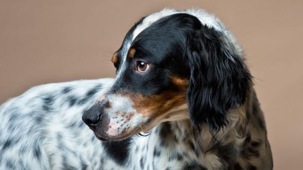 Ni teckel ni caniche: la inesperada raza de perro que lidera el ranking actual de las más populares en España - El setter inglés encabeza las inscripciones de perros de raza en España