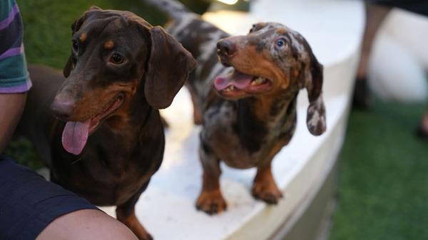 Ni teckel ni caniche: la inesperada raza de perro que lidera el ranking actual de las más populares en España - El teckel se convierte en uno de los nuevos favoritos y sube al podio
