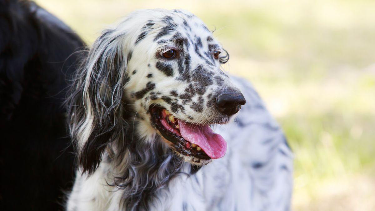 Ni teckel ni caniche: la inesperada raza de perro que lidera el ranking actual de las más populares en España