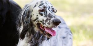 Ni teckel ni caniche: la inesperada raza de perro que lidera el ranking actual de las más populares en España
