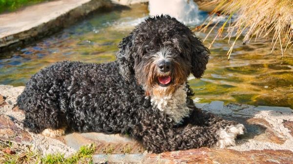 Ni teckel ni caniche: la inesperada raza de perro que lidera el ranking actual de las más populares en España - Otros datos también señalan razas con un interés creciente