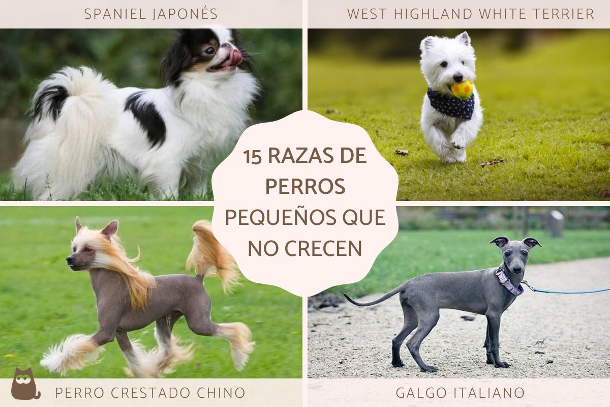 Razas de perros pequeños que no crecen mucho