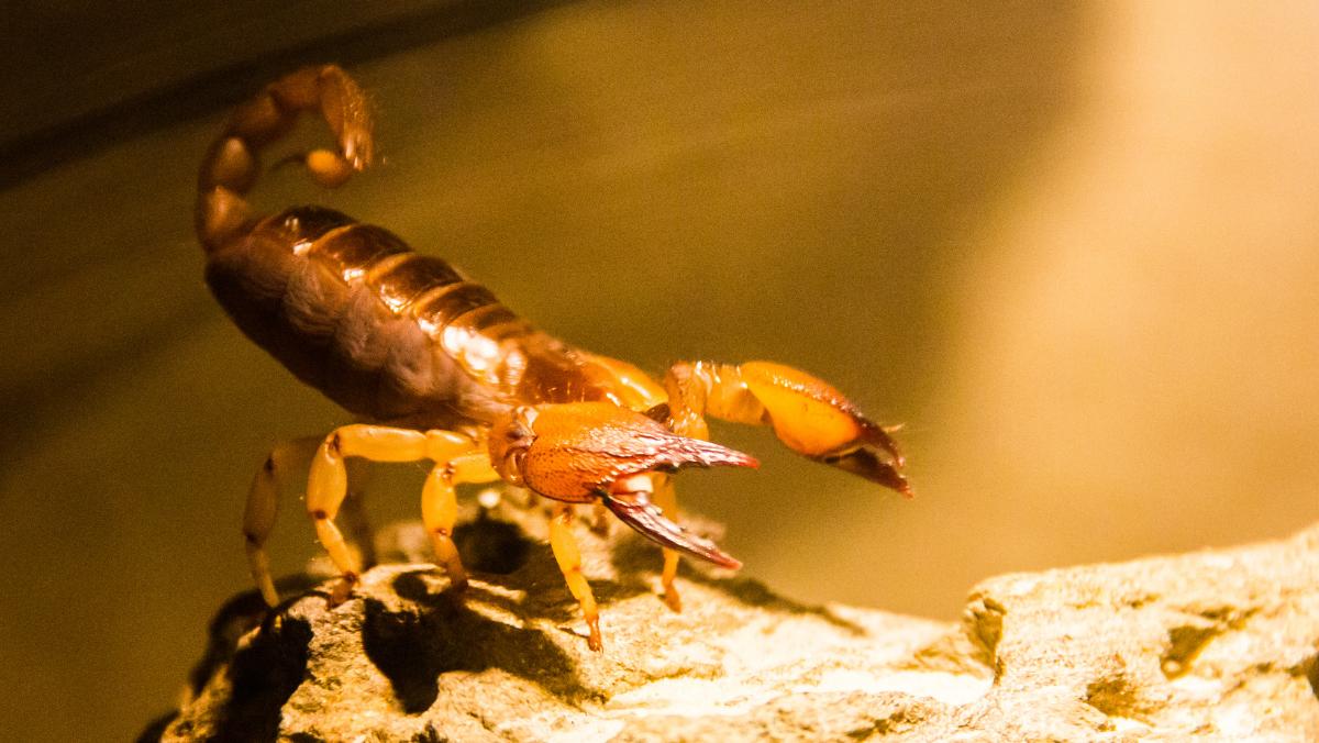 Tipos de alacranes en México