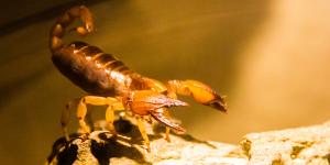 Tipos de alacranes en México