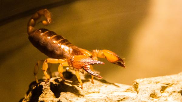 Tipos de alacranes en México