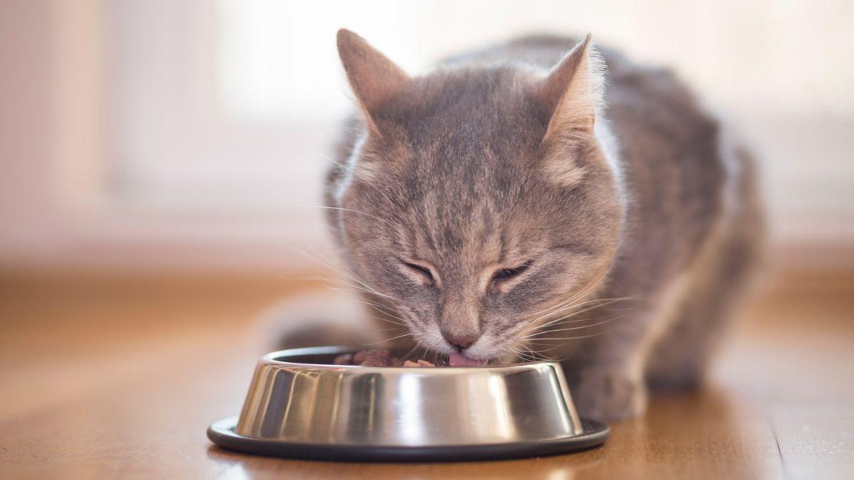 Alimentación mixta para gatos: por qué es beneficioso combinar comida húmeda y pienso seco