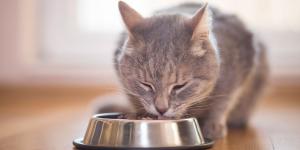 Alimentación mixta para gatos: por qué es beneficioso combinar comida húmeda y pienso seco