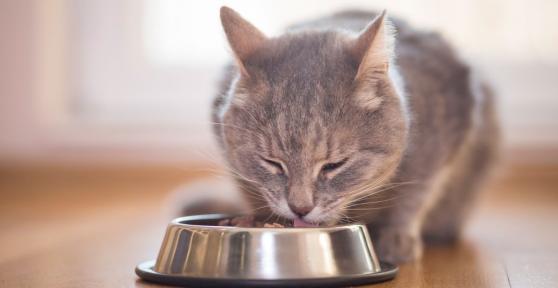 Alimentación mixta para gatos: por qué es beneficioso combinar comida húmeda y pienso seco