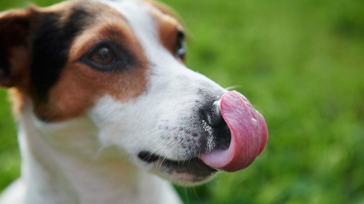 Comida natural para perros: Mucho más que una moda