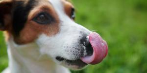 Comida natural para perros: Mucho más que una moda