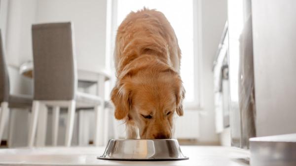 Comida natural para perros: Mucho más que una moda - Consejos para elegir la comida natural de tu perro