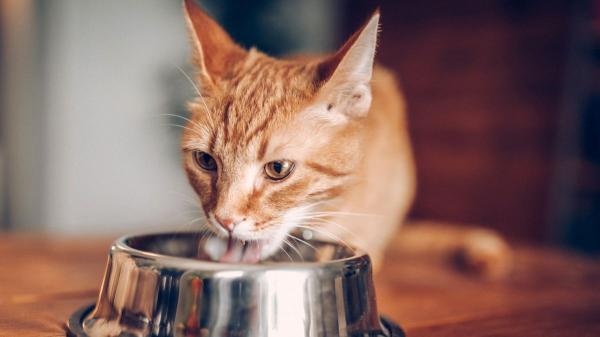 Alimentación mixta para gatos: por qué es beneficioso combinar comida húmeda y pienso seco - Más variedad en la dieta y un extra de hidratación: los beneficios de la alimentación mixta
